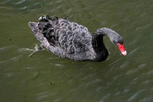 un gros plan d'un cygne noir photo