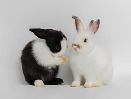 deux action de deux mignonne adorable lapins sur blanc Contexte. charmant action de adorable bébé lapin photo