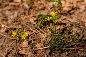 fleurs sauvages jaunes printanières parmi les feuilles d'automne photo