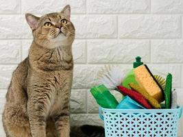 gris adulte chat séance près une Plastique panier avec éponges et nettoyage pinceaux, blanc brique mur Contexte photo