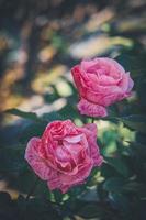 délicates roses à rayures roses en fleur