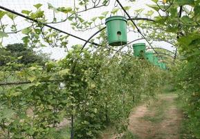 tomates en pot invert photo