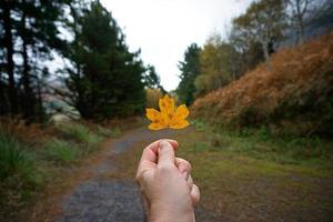 main avec une feuille d'érable jaune en automne photo