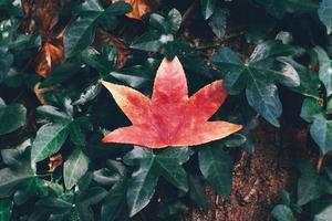 feuille d'érable rouge dans la nature photo