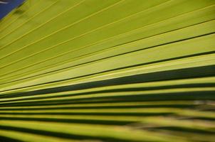feuille de palmier verte photo