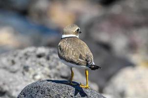 oiseau sur un rocher photo