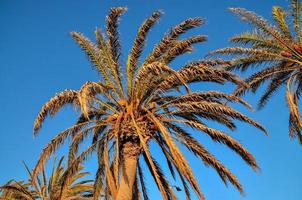 palmiers verts photo