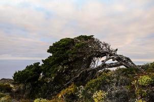 arbre sur le canari îles photo