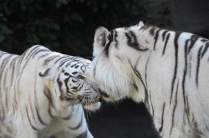 deux blanc tigres photo