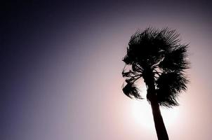 silhouette de palmier photo