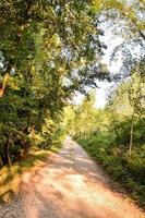 chemin à travers la forêt photo