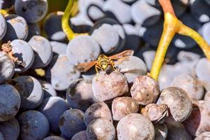 gros plan de raisins de vigne photo