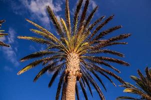 palmiers verts photo