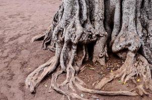 emmêlé arbre tronc photo