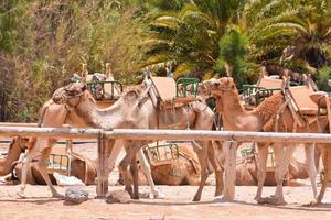 groupe de chameaux photo