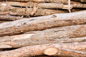 pile de bois photo