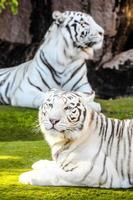 tigres blancs dans le zoo photo
