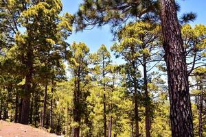 vue sur les bois photo