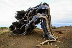 vieux emmêlé arbre tronc photo