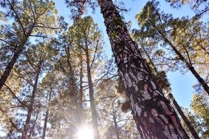 vue sur les bois photo