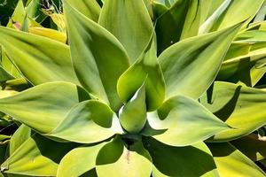 vert feuille les plantes fermer photo