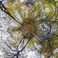 vue aérienne abstraite sphérique en forêt avec des branches maladroites en automne doré. petite planète transformation du panorama sphérique à 360 degrés. courbure de l'espace. photo