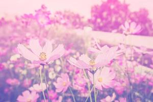 cosmos fleur et lumière du soleil dans champ Prairie avec ancien Ton. photo