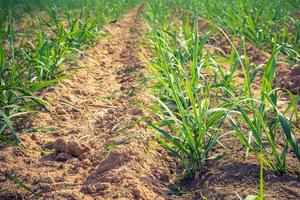 sucre canne sur champ agriculture dans Thaïlande. photo