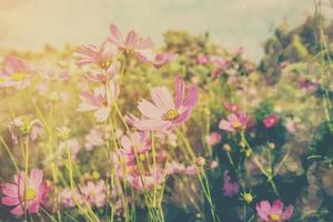 cosmos fleur et lumière du soleil avec ancien Ton. photo