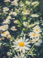 marguerites fleurs pour ancien Contexte photo