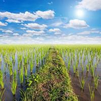 champ paddy riz et Soleil avec blanc des nuages bleu ciel photo