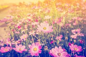 cosmos fleur et lumière du soleil dans champ Prairie avec ancien Ton. photo