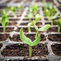 petit vert semis dans le croissance photo