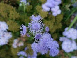 agérate. violet fleurs. jardin les plantes. photo