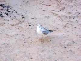 bébé mouette. faune. oisillon. photo