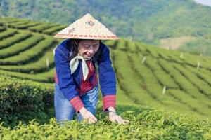 femme asiatique senior en tissu traditionnel cueillant du thé frais partir le matin dans son concept d'entreprise de culture et de plantation de thé à flanc de colline photo