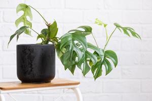 monstera minima raphidophora tétrasperme fermer feuille dans intérieur sur blanc brique mur. mis en pot maison végétaux, vert Accueil décor, se soucier et cultivation photo