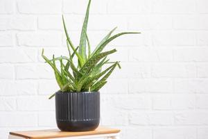 aloès Vera est une utile médicinal plante dans intérieur sur blanc brique mur. mis en pot maison végétaux, vert Accueil décor, se soucier et cultivation photo