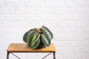 une rare variété plante d'appartement Maranta leuconeura massangeana fermer feuille dans intérieur sur blanc brique mur. mis en pot maison végétaux, vert Accueil décor, se soucier et cultivation photo