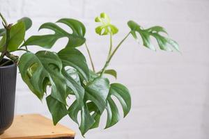 monstera minima raphidophora tétrasperme fermer feuille dans intérieur sur blanc brique mur. mis en pot maison végétaux, vert Accueil décor, se soucier et cultivation photo