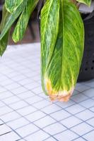 problèmes de croissance national les plantes - sec Jaune conseils de feuilles, sec air, manquer de de humidité. fermer de le feuille photo