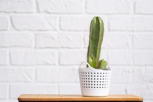 marrant cactus dans forme de Masculin pénis dans intérieur sur blanc brique mur. mis en pot maison végétaux, vert Accueil décor, se soucier et cultivation photo