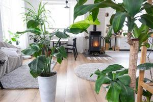 strelitzia nicolai fermer dans le intérieur sur le rester. plante d'appartement croissance et soins pour intérieur usine, vert Accueil dans scandinave grenier style avec métal le fourneau cheminée avec chaud Feu photo