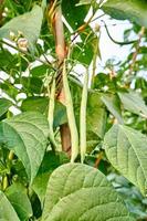 vert des haricots croissance Frais sur le plantation photo