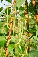 vert des haricots croissance Frais sur le plantation photo