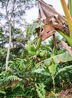 banane bonheur. une Frais vert banane arbre dans ses Naturel habitat photo