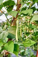 vert des haricots croissance Frais sur le plantation photo