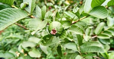 vibrant vert goyaves. une Frais et fruité récolte photo