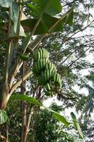 banane bonheur. une Frais vert banane arbre dans ses Naturel habitat photo