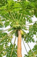 Frais et Jeune. une vue de Papaye des arbres à le plantation photo